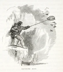 Auks fangen, Illustration aus der zweiten Grinnell-Expedition auf der Suche nach Sir John Franklin, 1856